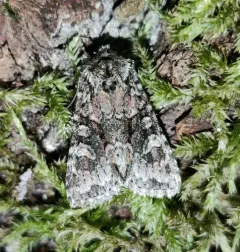 Cuneate Arches Moth thumbnail 3
