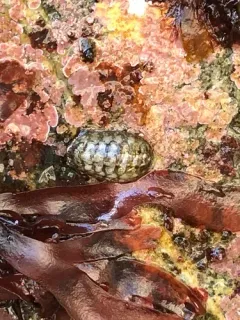 Hartweg's Chiton thumbnail 2