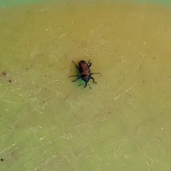 Wavy Flower Weevil thumbnail 3