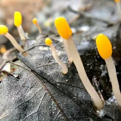 swamp beacon thumbnail 2