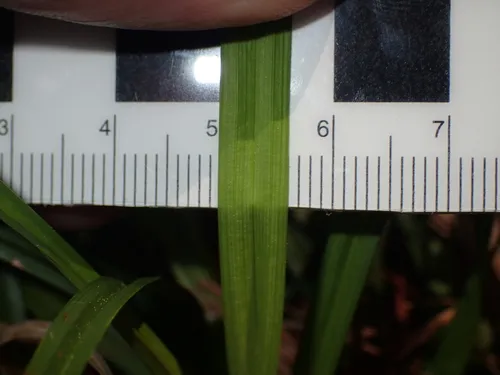 thicket sedge