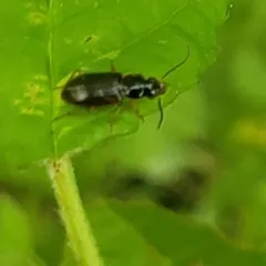 Stenolophus ochropezus thumbnail 3