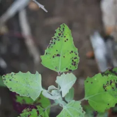 Norvellina chenopodii thumbnail 1