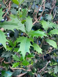 holly olive thumbnail 2