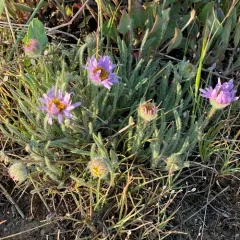 Hairy-seed Fleabane thumbnail 4