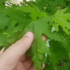 Taphrina carveri thumbnail 2