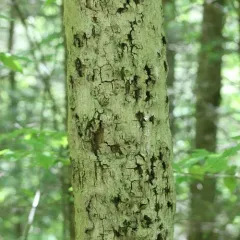 Beech Bark Canker Fungus thumbnail 2