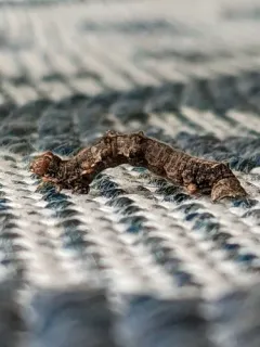 Toothed Phigalia Moth thumbnail 3