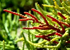Iodinebush thumbnail 3