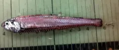 Renamed Lightfish thumbnail 3