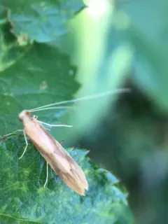 Bordered Long-horned Caddisfly thumbnail 3