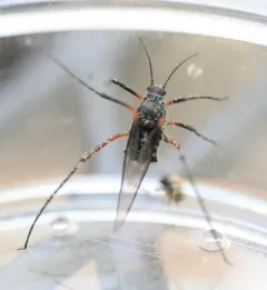 Giant Bark Aphid thumbnail 3