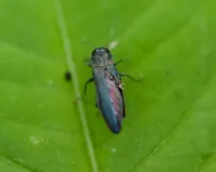European Oak Borer thumbnail 2