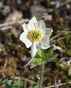 One-flowered anemone thumbnail 2