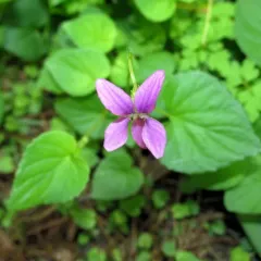 common dog-violet thumbnail 4