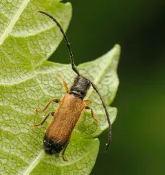 Plum Beetle thumbnail 4