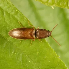 Siliceous Click Beetle thumbnail 4