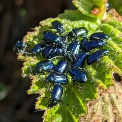 Alder Flea Beetle thumbnail 2