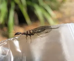 Agulla bicolor thumbnail 2