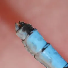 Northern Bluet thumbnail 3