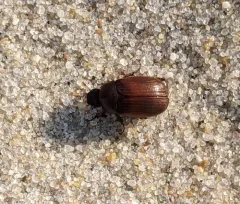 Serica tristis thumbnail 4