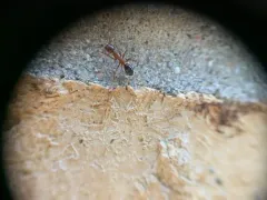 Bicolored Arboreal Carpenter Ant thumbnail 1