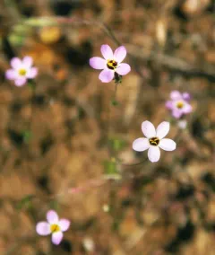 Bolander's linanthus thumbnail 4