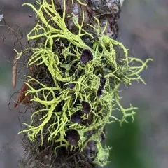 Brown-eyed Wolf Lichen thumbnail 1
