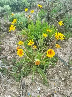 Balsamorhiza hispidula thumbnail 2