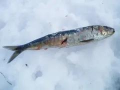 Pacific Sardine thumbnail 2