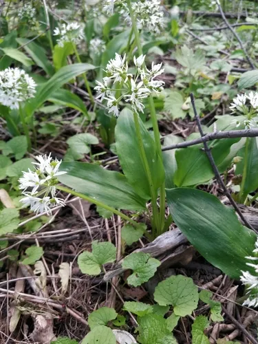 Ramsons