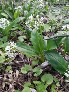 Ramsons thumbnail 1