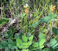 Thin-Leaved Peavine thumbnail 1