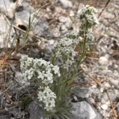 Cockscomb Oreocarya thumbnail 2