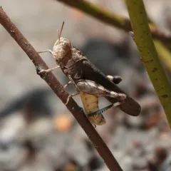 Sulphur-winged Grasshopper thumbnail 2