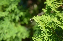 Nicocles canadensis thumbnail 2