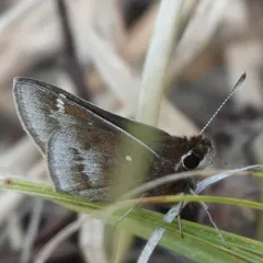 Dusted Skipper thumbnail 3