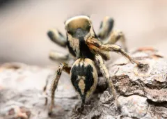 Habronattus clypeatus thumbnail 2