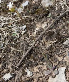Hairy Rockcress thumbnail 3