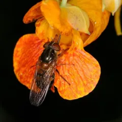 American Snout Fly thumbnail 3
