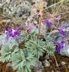Rockslide Larkspur thumbnail 1