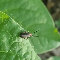 Flaming-pillow Beetle thumbnail 2