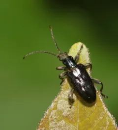 Lustrous reed beetle thumbnail 4