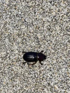 Keen's Stag Beetle thumbnail 4