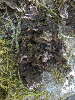 Sticta globulifuliginosa thumbnail 2