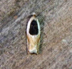 Oak Leaffolder Moth thumbnail 2