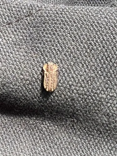Calitys scabra