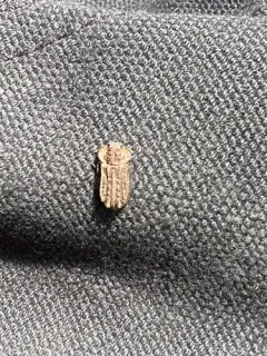Calitys scabra thumbnail 1