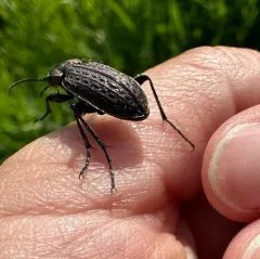 Meander Ground Beetle thumbnail 4
