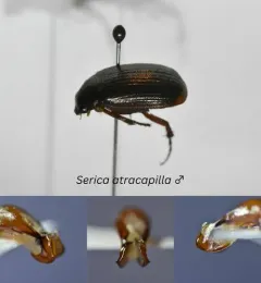 Serica atracapilla thumbnail 3